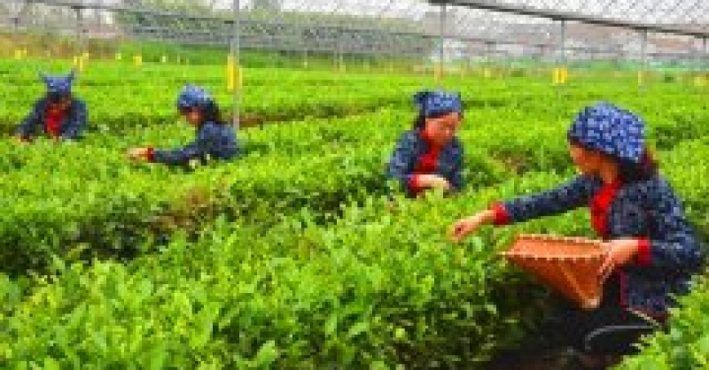 黃發集團快速推進落實瑯琊品牌升級工作